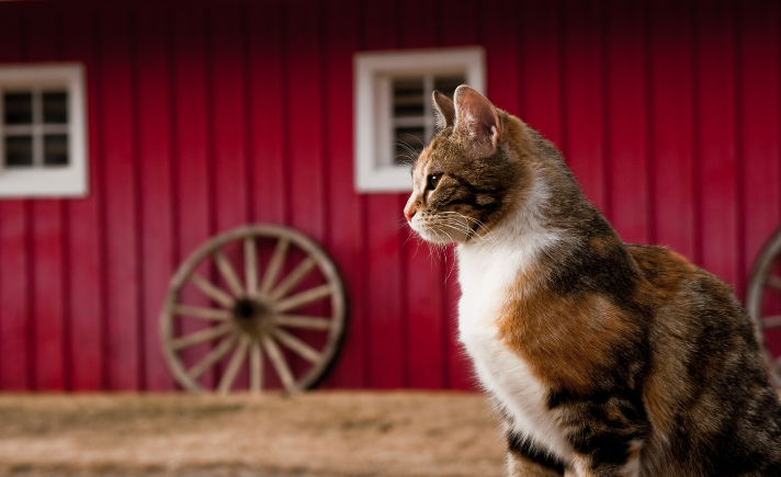 barn cats