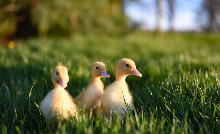 ducks