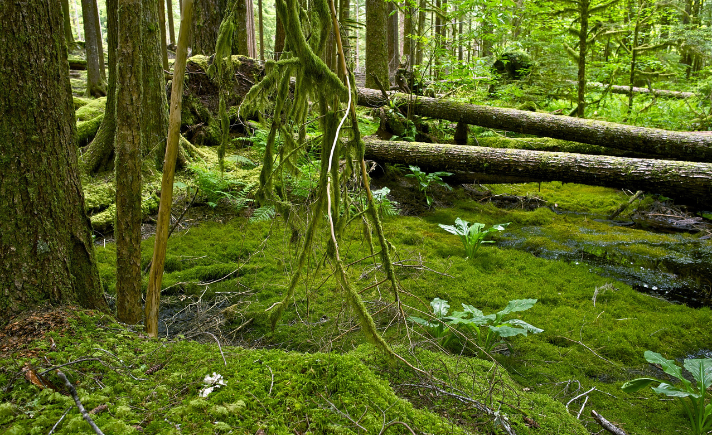 forest