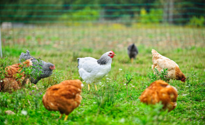 free range chickens