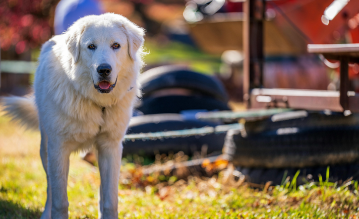 great pyrenees