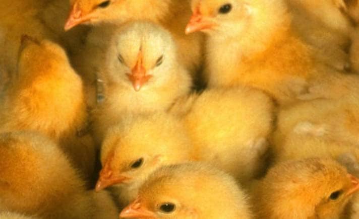 poultryfarminaagss001