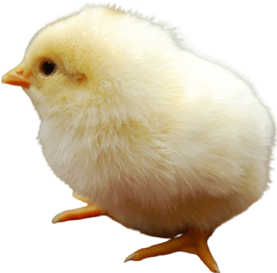 poultryfarming27