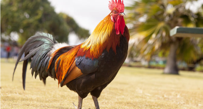 poultryfarming8