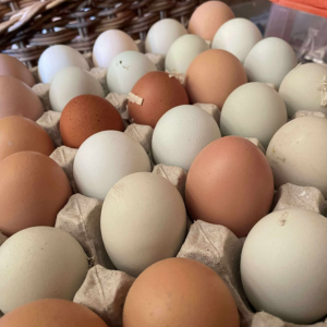 Barnyard Mix Hatching Eggs